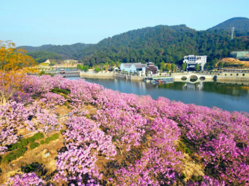 紫花风铃木